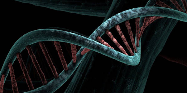 Search for your biological father: Start wit a DNA Test.